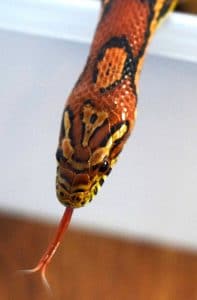 langue-serpent