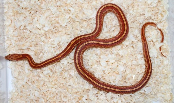 Serpent des blés Tessera sub adulte