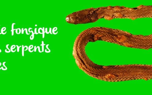 maladie-fongique-serpents