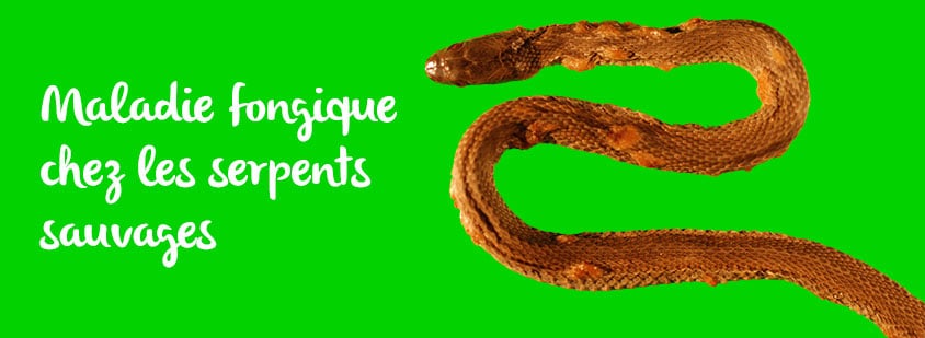 maladie-fongique-serpents
