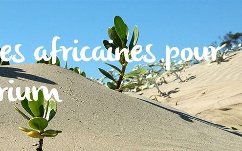 plantes-africaines-terrarium