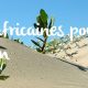 plantes-africaines-terrarium