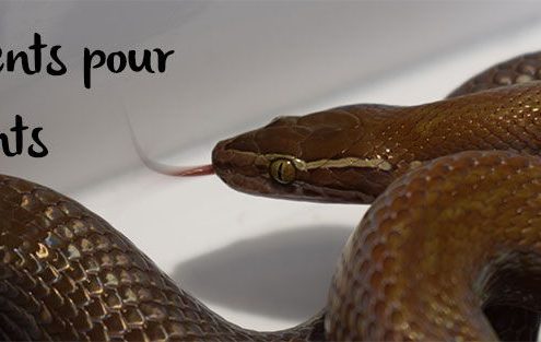 serpents-pour-debutants