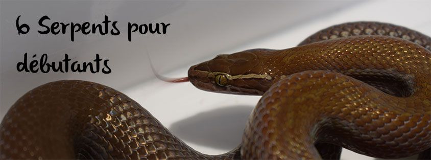 serpents-pour-debutants