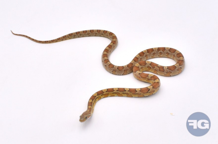 Femelle serpent des blés Caramel Adulte