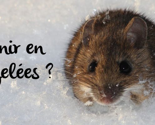 acheter-souris-congelées