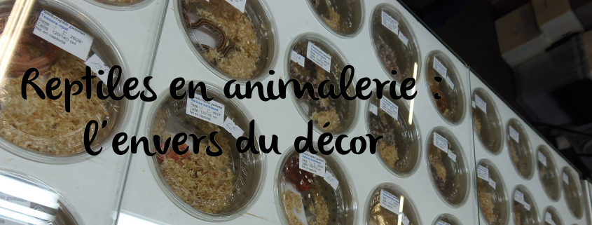 acheter-serpent-en-animalerie