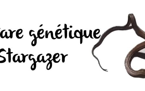 stargazer-tare-neurologique-serpent-gutt