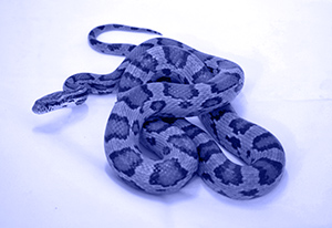 serpent des blés bleu