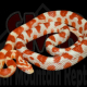 Serpent des blés candy cane rouge juvénile