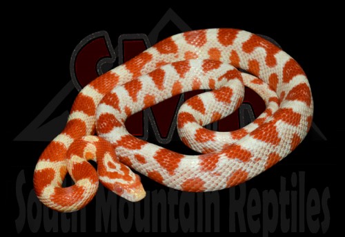 Serpent des blés candy cane rouge juvénile