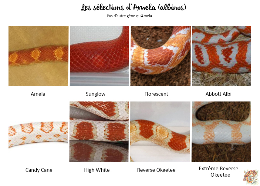 Comparatif des différentes sélections albinos