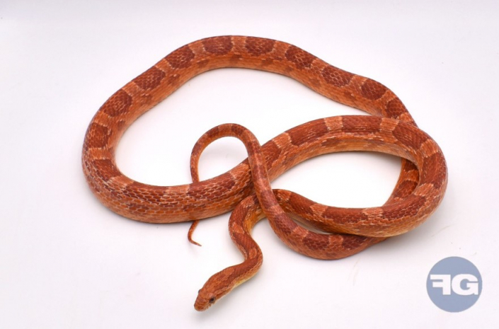 serpent des blés adulte hypomelanistique