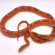 serpent des blés adulte hypomelanistique
