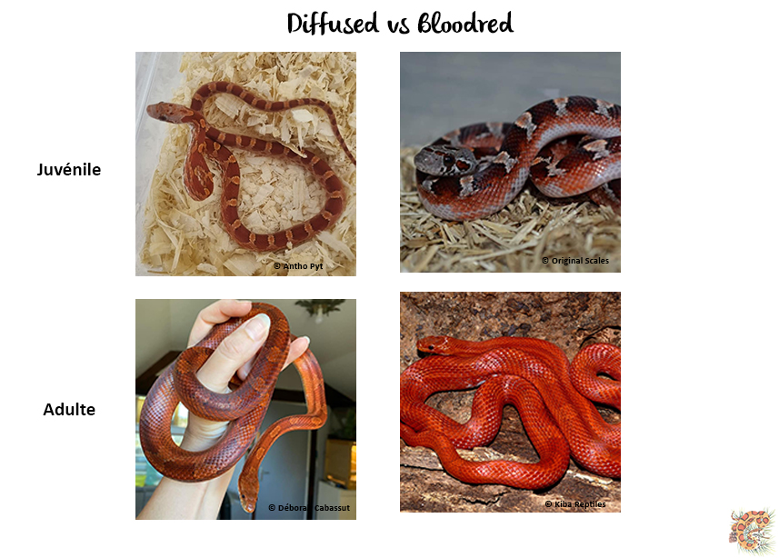 selection serpent des bles diffused vs bloodred