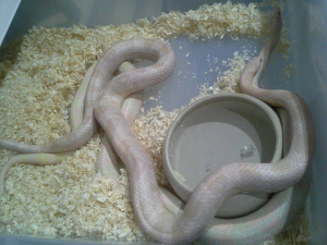 accouplement couple serpent des blés