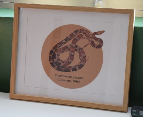 cadre avec illustration serpent des blés